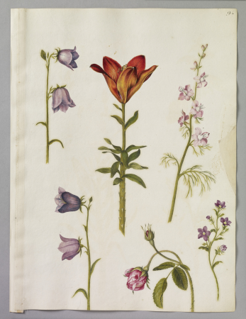 Alexander Marshal (RCIN 924361), Alexander Marshal