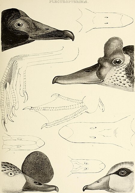 The genera of birds - comprising their generic characters, a notice of the habits of the genus, and an extensive list of species referred to their several genera (1849) (14752495035)