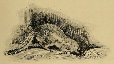 Animal Life and the World of Nature - Notes and Comments - Alice Foljambe - 1903-06 - page 411 - a, June 1903