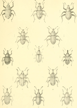 The Coleoptera of the British islands. A descriptive account of the families, genera, and species indigenous to Great Britain and Ireland, with notes as to localities, habitats, etc (1887) (20474881290)