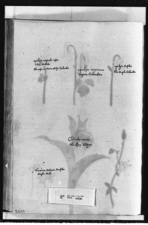 Alexander Marshal (RCIN 924326-2), Alexander Marshal