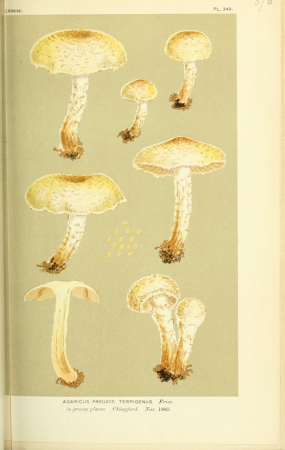 Illustrations of British Fungi (Hymenomycetes), to serve as an atlas to the "Handbook of British Fungi" (Pl. 376) (8723376798), between 1881 and 1891
