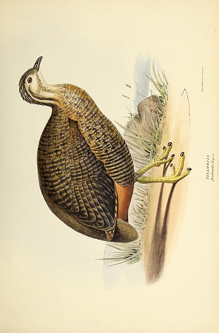 The genera of birds - comprising their generic characters, a notice of the habits of the genus, and an extensive list of species referred to their several genera (1849) (14565761760)