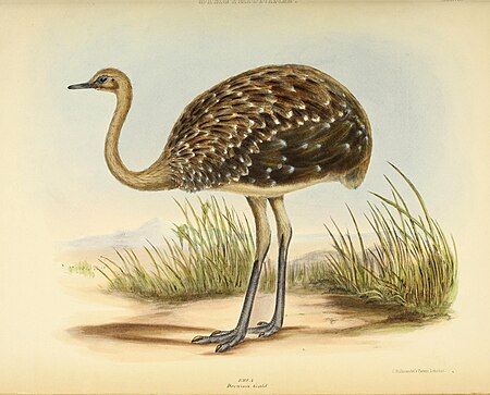 The genera of birds - comprising their generic characters, a notice of the habits of the genus, and an extensive list of species referred to their several genera (1849) (14565763440)