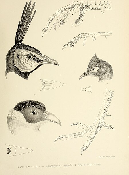 The genera of birds - comprising their generic characters, a notice of the habits of the genus, and an extensive list of species referred to their several genera (1849) (14565776498)
