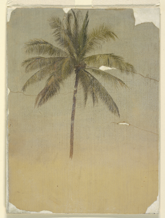 Drawing, Trunk and top of a palm tree, 1865, Frederic Edwin Church