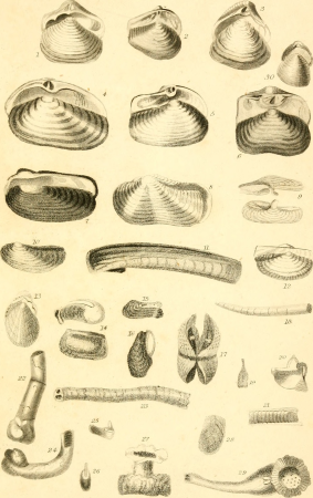 The conchologist's text-book, embracing the arrangements of Lamarck and Linnaeus, with a glossary of technical terms (1833) (14784645005)