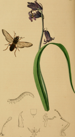 British entomology; being illustrations and descriptions of the genera of insects found in Great Britain and Ireland- containing coloured figures from nature of the most rare and beautiful species, (14781741224), John Curtis, 1823