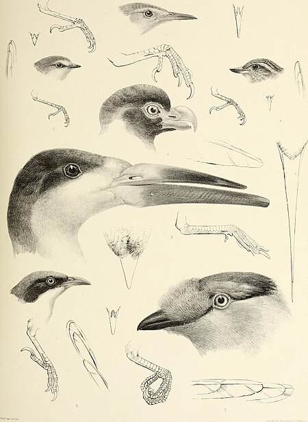 The genera of birds - comprising their generic characters, a notice of the habits of the genus, and an extensive list of species referred to their several genera (1849) (14566090037)