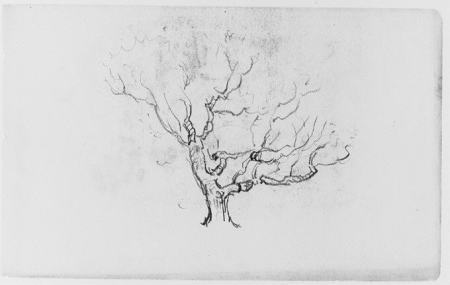 Tree Study (from Sketchbook), Henry Ward Ranger