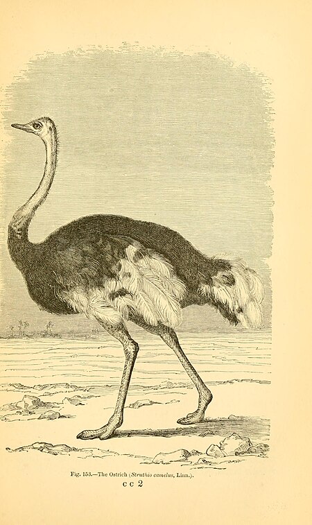 Reptiles and birds - a popular account of the various orders; with a description of the habits and economy of the most interesting (1869) (14746462824), 1869