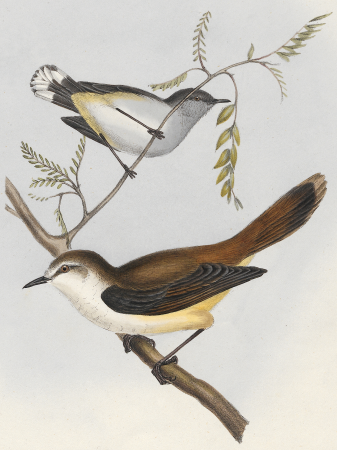 Gerygone flaviventris - 1845-1848 - Print - Iconographia Zoologica - Special Collections University of Amsterdam - UBA01 IZ16200216, Charles Joseph Hullmandel, between 1845 and 1848