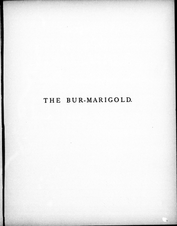 Flowers of the field and forest (microform) - from original water-color drawings after nature (1899) (20622657562), 1899