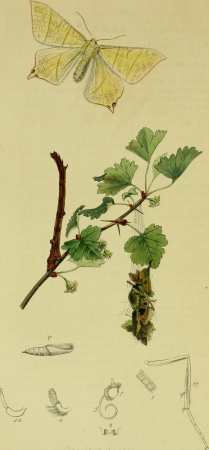 British entomology; being illustrations and descriptions of the genera of insects found in Great Britain and Ireland- containing coloured figures from nature of the most rare and beautiful species, (20391501336), John Curtis, 1823