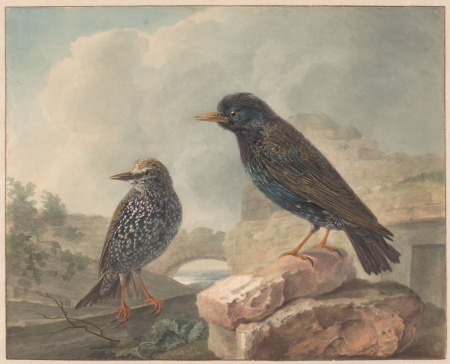 Twee spreeuwen, RP-T-1920-47, Cornelis van Hardenbergh, between 1765 and 1873