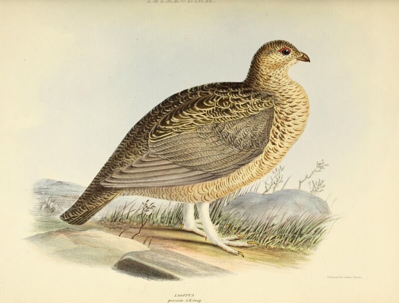 The genera of birds - comprising their generic characters, a notice of the habits of the genus, and an extensive list of species referred to their several genera (1849) (14565756290)