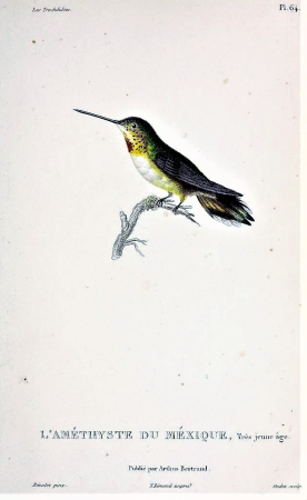Selasphorus platycercus 2, Antoine Germain Bevalet