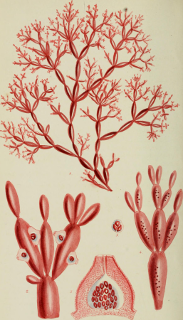 Phycologia Britannica, or, A history of British sea-weeds - containing coloured figures, generic and specific characters, synonymes, and descriptions of all the species of algae inhabiting the shores (14764449905), 1846