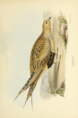 The genera of birds - comprising their generic characters, a notice of the habits of the genus, and an extensive list of species referred to their several genera (1849) (14752442245)