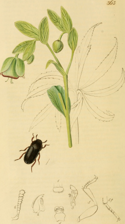 British entomology; being illustrations and descriptions of the genera of insects found in Great Britain and Ireland- containing coloured figures from nature of the most rare and beautiful species, (19796780793), John Curtis, 1823