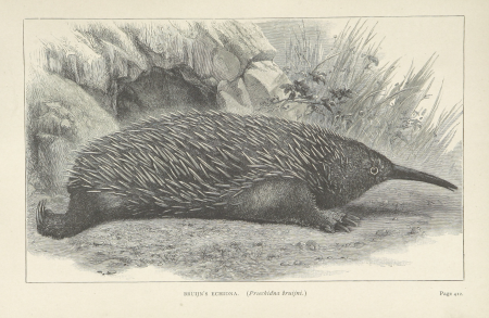513 of 'The Cruise of the Marchesa ... With maps and ... woodcuts drawn by J. Keulemans, C. Whymper and others ... Second edition' (11200335945)