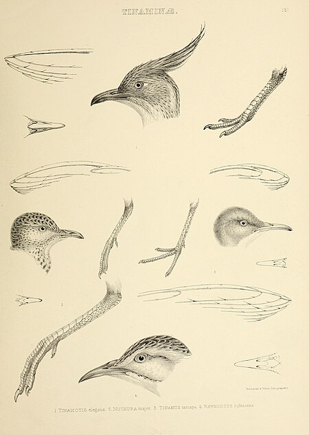 The genera of birds - comprising their generic characters, a notice of the habits of the genus, and an extensive list of species referred to their several genera (1849) (14749286021)