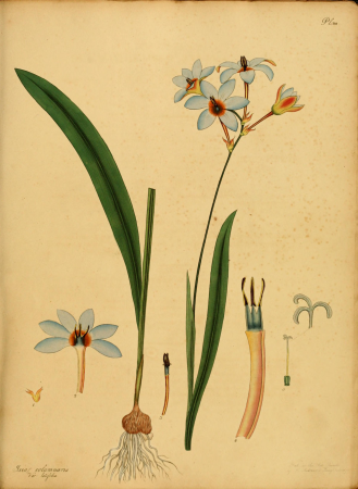 The botanist's repository, for new, and rare plants - containing coloured figures of such plants, as have not hitherto appeared in any similar publication, with all their essential characters, (14780245461), 1797