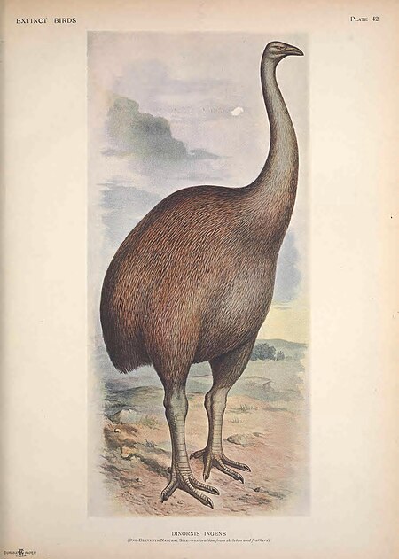 Extinct birds - an attempt to unite in one volume a short account of those birds which have become extinct in historical times - that is, within the last six or seven hundred years - to which are (14772429213), 1907