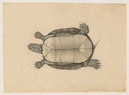 Turtle (bottom view), Jacques Burkhardt