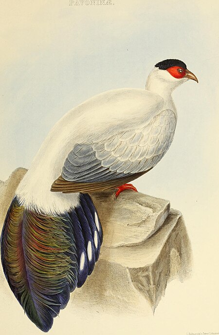 The genera of birds - comprising their generic characters, a notice of the habits of the genus, and an extensive list of species referred to their several genera (1849) (14565775338)