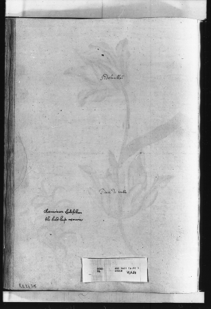 Alexander Marshal (RCIN 924318-2), Alexander Marshal