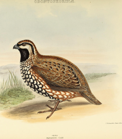 The genera of birds - comprising their generic characters, a notice of the habits of the genus, and an extensive list of species referred to their several genera (1849) (14729442366)