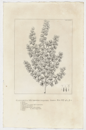 Cliffortia ruscifolia Cliffortia foliis lanceolatis integerrimis Femina. Hort. Cliff. 463. sp. 2 (titel op object), RP-P-OB-61.474, Jan Wandelaar, 1738
