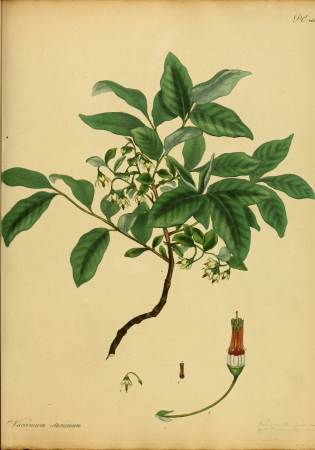 The botanist's repository, for new, and rare plants - containing coloured figures of such plants, as have not hitherto appeared in any similar publication, with all their essential characters, (14596797388), 1797