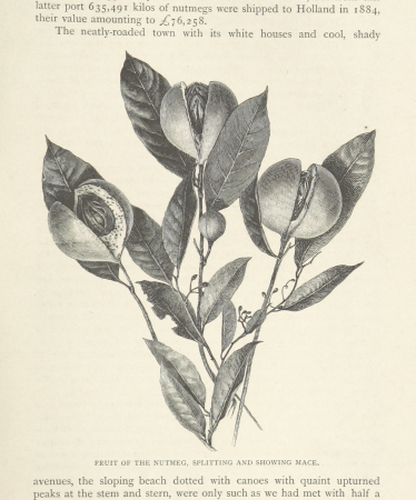 529 of 'The Cruise of the Marchesa ... With maps and ... woodcuts drawn by J. Keulemans, C. Whymper and others ... Second edition' (11201600624)
