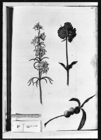 Alexander Marshal (RCIN 924367-3), Alexander Marshal