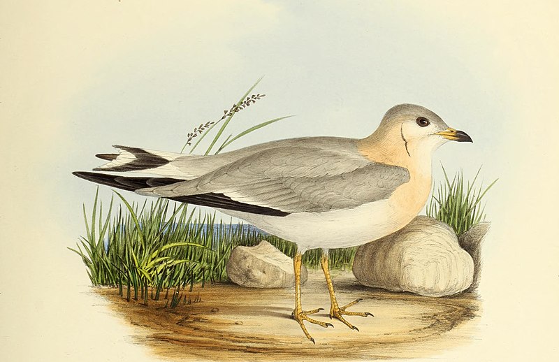 The genera of birds - comprising their generic characters, a notice of the habits of the genus, and an extensive list of species referred to their several genera (1849) (14749296331)