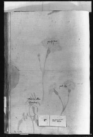 Alexander Marshal (RCIN 924394-2), Alexander Marshal