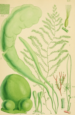 British sea-weeds- an introduction to the study of the marine Algae of Great Britain, Ireland ad the Channel Islands (1867) (20424843641)