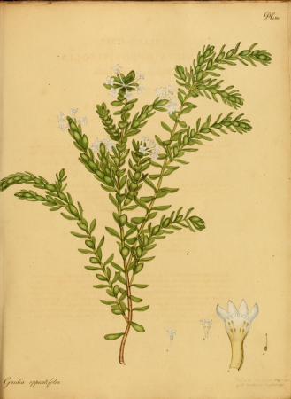 The botanist's repository, for new, and rare plants - containing coloured figures of such plants, as have not hitherto appeared in any similar publication, with all their essential characters, (14783054882), 1797