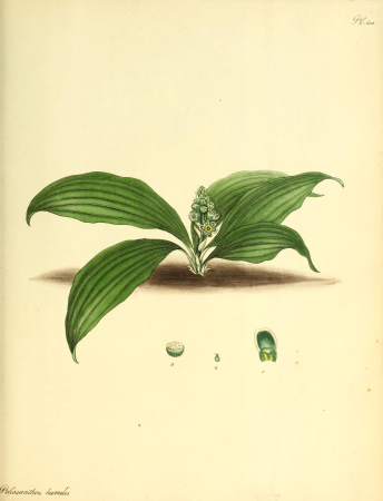 The botanist's repository, for new and rare plants - containing coloured figures of such plants, as have not hitherto appeared in any similar publication; with all their essential characters, (20216994798), 1797