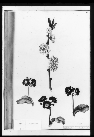 Alexander Marshal (RCIN 924279-2), Alexander Marshal