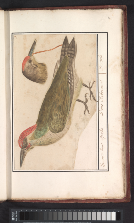 Groene specht (Picus viridis), RP-T-BR-2017-1-5-14, between 1596 and 1610