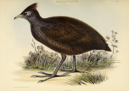 The genera of birds - comprising their generic characters, a notice of the habits of the genus, and an extensive list of species referred to their several genera (1849) (14729425826)