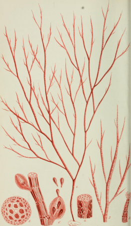 Phycologia Britannica, or, A history of British sea-weeds - containing coloured figures, generic and specific characters, synonymes, and descriptions of all the species of algae inhabiting the shores (14764127032), 1846