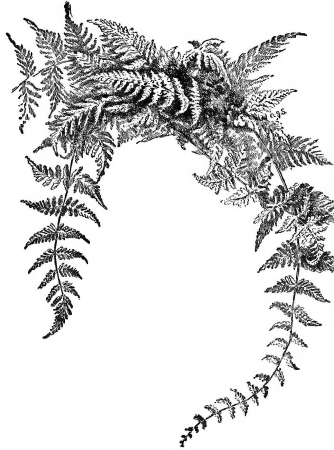 Parsons How to Know the Ferns 7th ed p194, 1899
