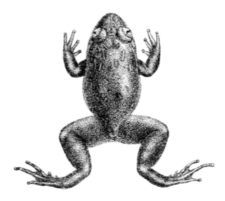 Nyctibatrachus deccanensis, Robert Mintern, 1882