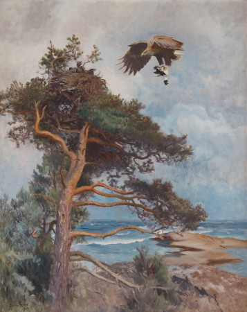 White-tailed eagle with prey (a common goldeneye) on it's way to the nest, Bruno Liljefors, 1924