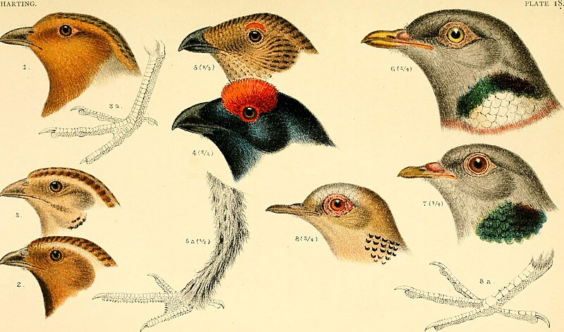 A handbook of British birds, showing the distribution of the resident and migratory species in the British islands, with an index to the records of the rarer visitants (1901) (14563794278)