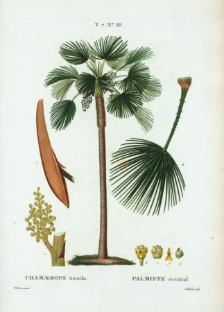 [European fan palm], Pierre-Joseph Redouté, between 1801 and 1819
